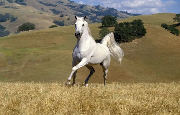 Picture grass, mountains, Horse, beloa