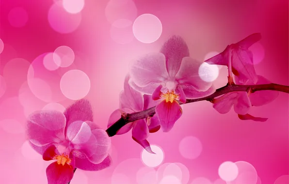 Glare, branch, pink, orchids