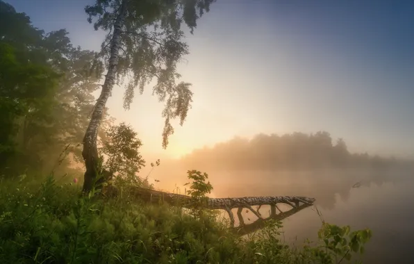 Fog, river, morning, birch
