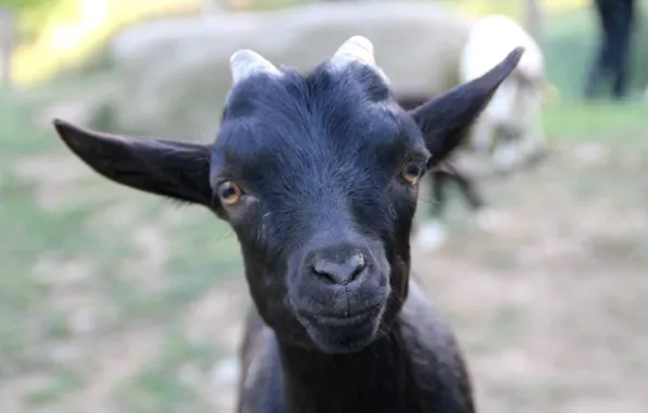 Wallpaper black, eared, goat images for desktop, section животные ...