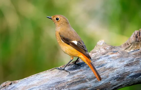 Tree, bird, bird