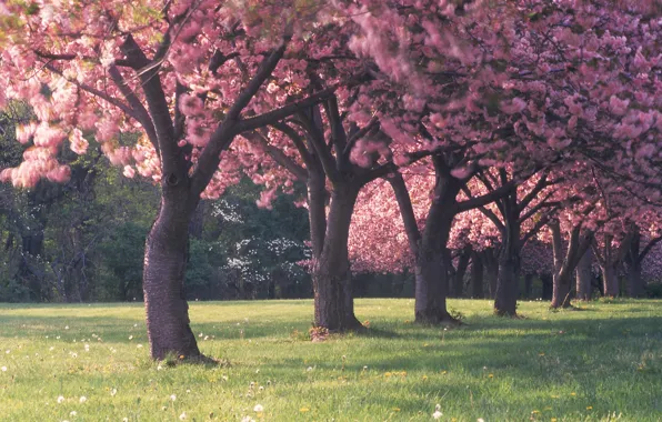 Picture forest, grass, trees, flowers, glade, beauty, spring