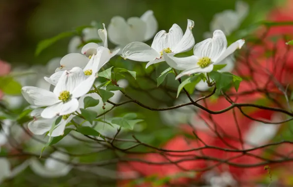 Flowers, branches, Bush, blur, spring, white, flowering, bokeh