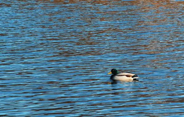 Water, lake, pond, dukes