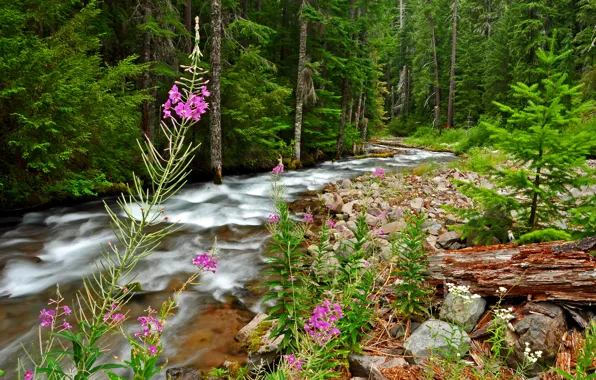 Picture forest, grass, trees, flowers, river, stream