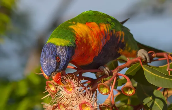 Picture leaves, bird, branch, parrot, flowers, Multicolor lorikeet, Corymbia fiquality