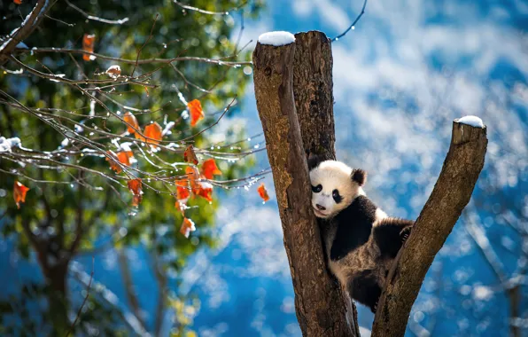 Picture winter, trees, nature, pose, animal, Panda, bear, cub