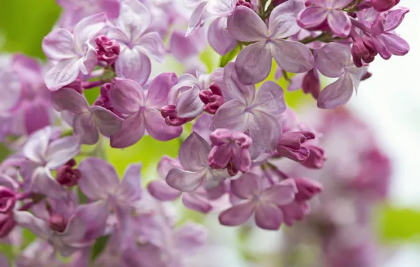Macro, spring, lilac