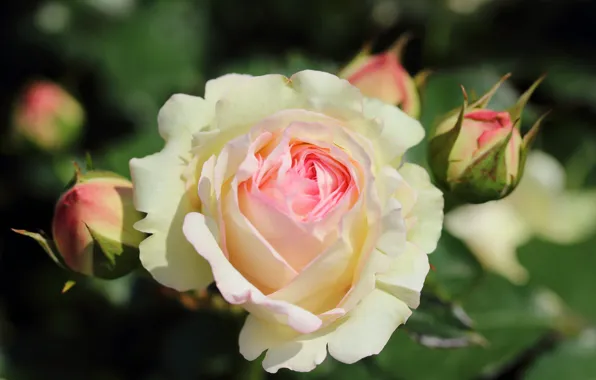 Flower, Roses, buds