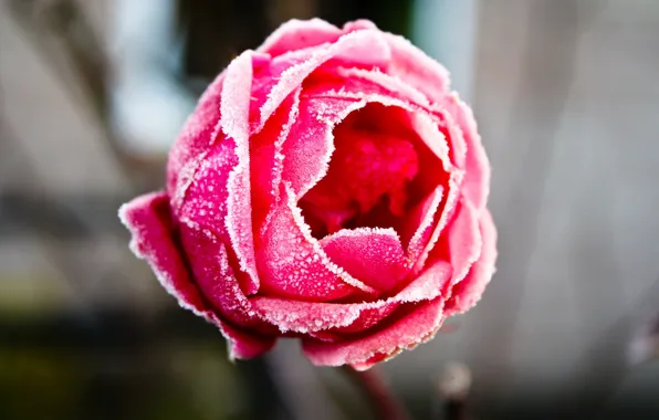 Picture frost, roses, frost