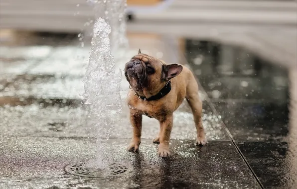Water, each, dog