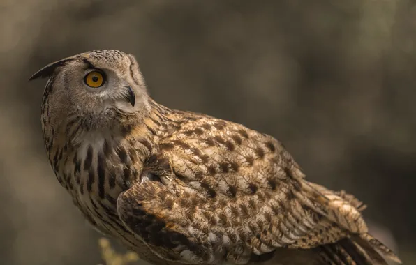 Picture owl, bird, owl