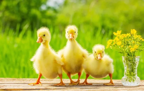 Flowers, yellow, kids, three, the goslings, fluffy