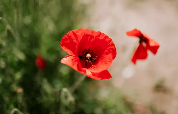 Flower, macro, red, background, Mac, Maki, bokeh, blurred