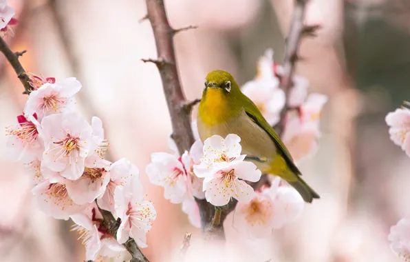 Flowers, branches, yellow, bird, beauty, blur, spring, petals