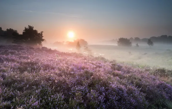 Picture field, flowers, fog, morning