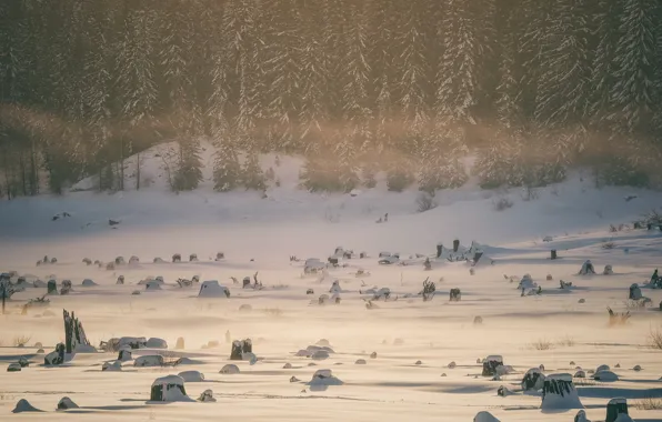 Cold, winter, forest, snow, morning