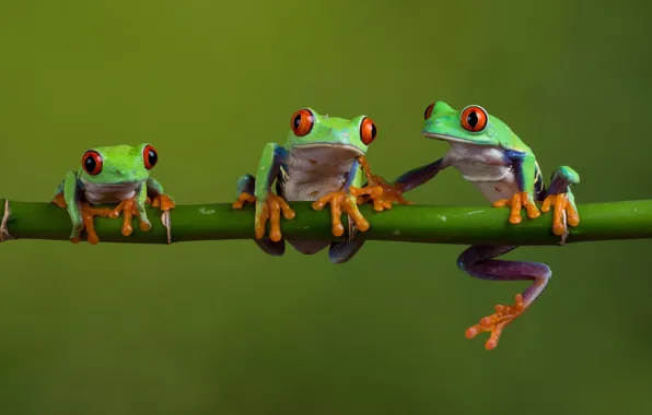 Macro, nature, frog, stem, frogs, three, trio, model