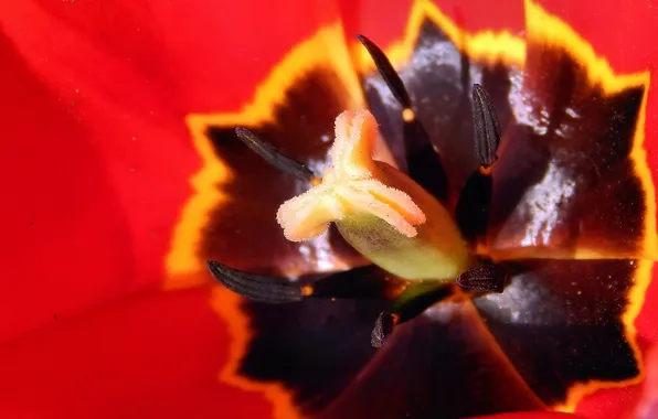 Picture flower, Tulip, petals
