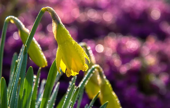 Drops, macro, flowers, nature