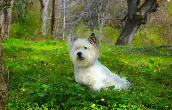 Picture Grass, Dog, Dog, Grass, The West highland white Terrier