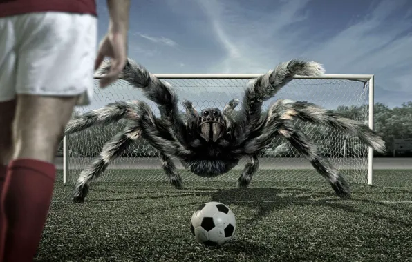 Picture football, the ball, spider, gate, tarantula