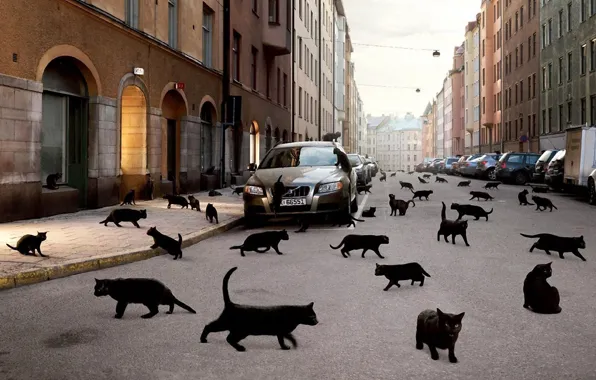 Picture machine, cats, the city, black