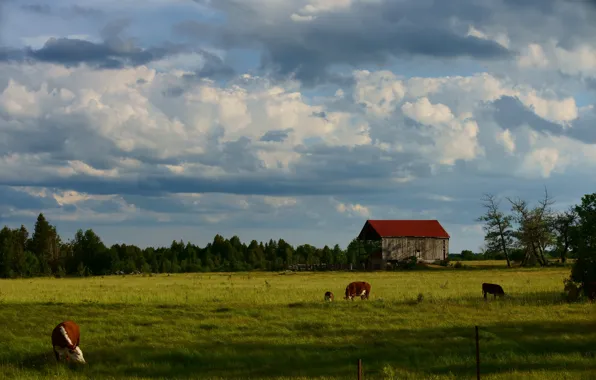 Field, forest, summer, the sky, clouds, landscape, cow, cows