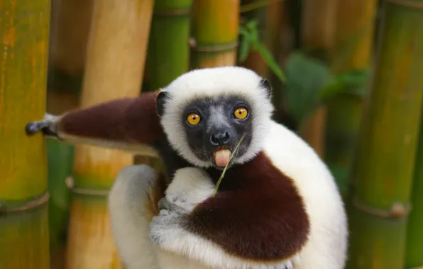 Language, A blade of grass, Lemur