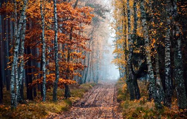 Road, autumn, forest, trees, fog, birch, grove