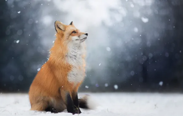 Winter, look, face, snow, Fox, Fox