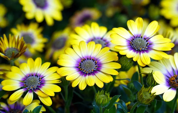 Flowers, yellow, osteospermum
