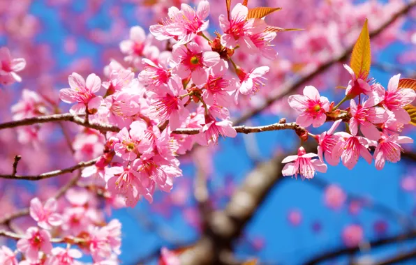 Wallpaper flowers, tree, Nature, Saku for mobile and desktop, section ...