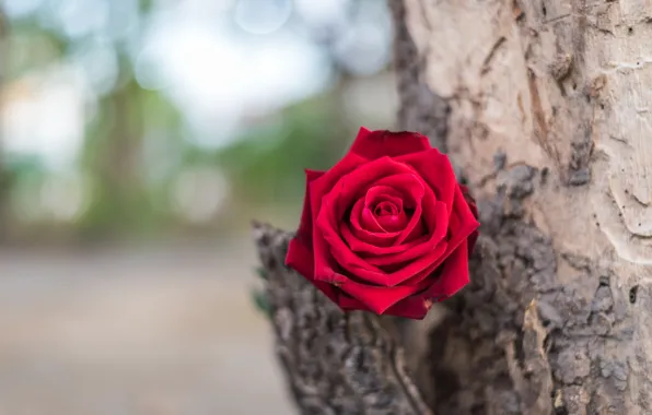 Flower, tree, roses, Bud, red, rose, red rose, flower