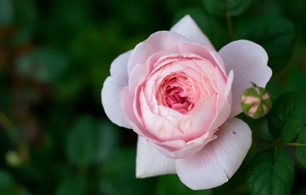 Leaves, flowers, green, background, roses, petals, garden, pink