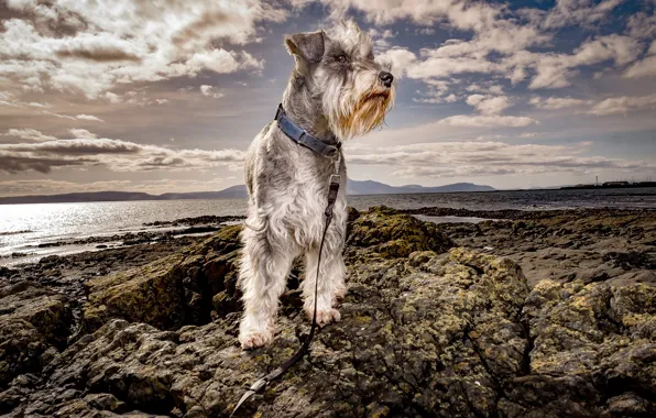 Sea, the sun, clouds, coast, leash, collar, strap, Schnauzer