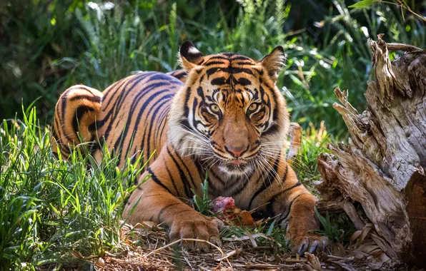 Grass, look, face, light, tiger, predator, meat, lies