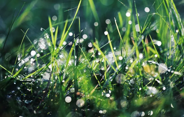 Greens, summer, grass, drops, macro, light, Rosa, glare