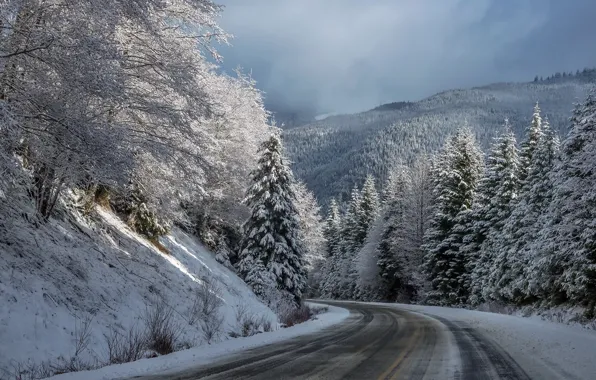 Picture winter, road, forest