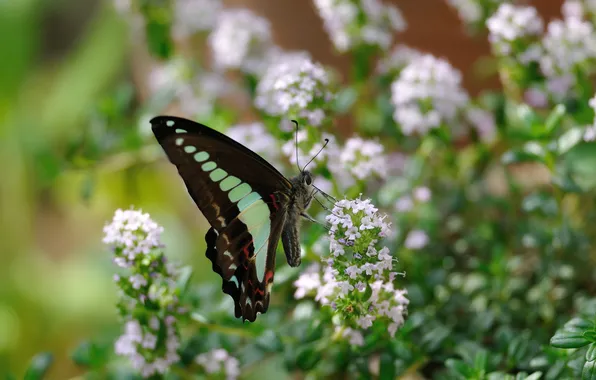 Flowers, butterfly, blur