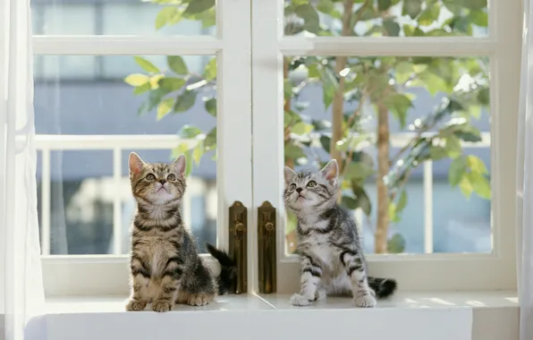 Window, kittens, curtain, leaves, striped