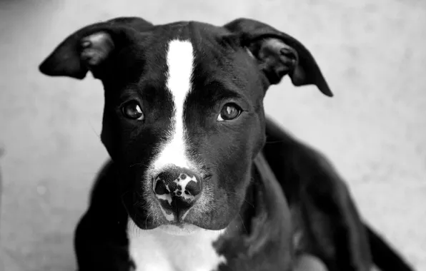 Look, each, black, dog