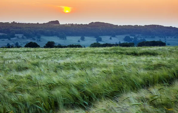 Field, landscape, sunset