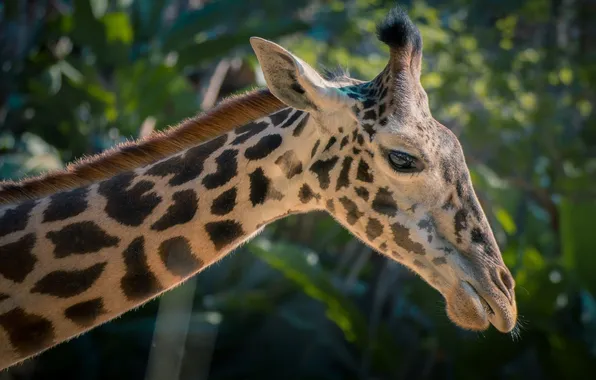 Face, giraffe, spot, profile, neck