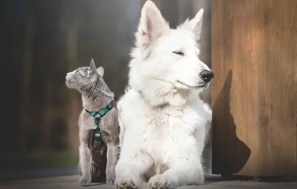 Picture cat, dog, The white Swiss shepherd dog, The Russian blue cat