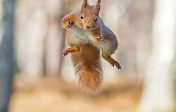 Picture jump, protein, red, flight, bokeh