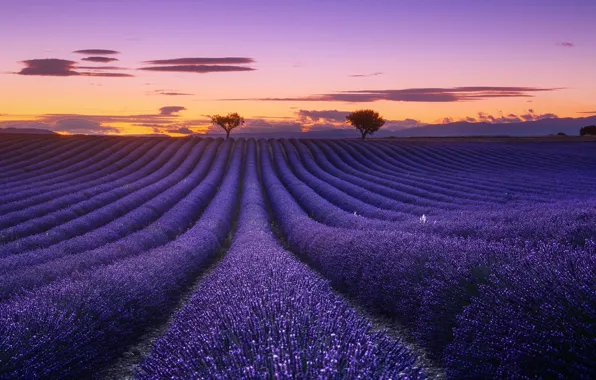 Field, the sky, clouds, trees, flowers, the evening, lavender