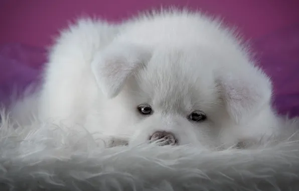 Picture white, look, close-up, background, pink, dog, puppy, lies