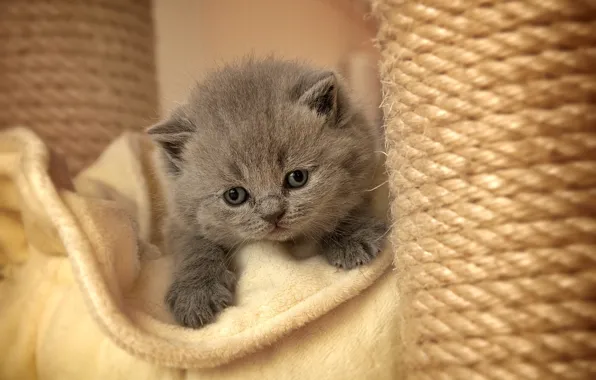 Picture cat, kitty, grey, paws, fluffy, claws