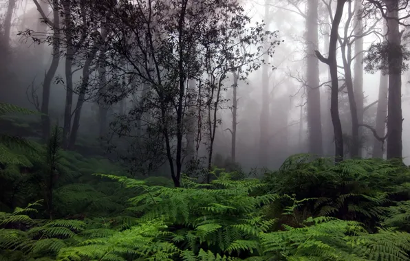 Picture forest, trees, fog, fern